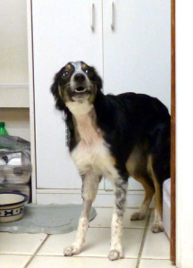 Mick says, "More please! Roo roo roo!