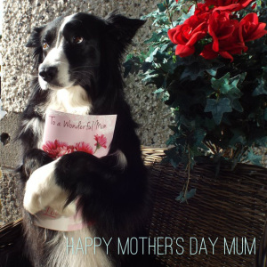 Mothersdaybordercollie